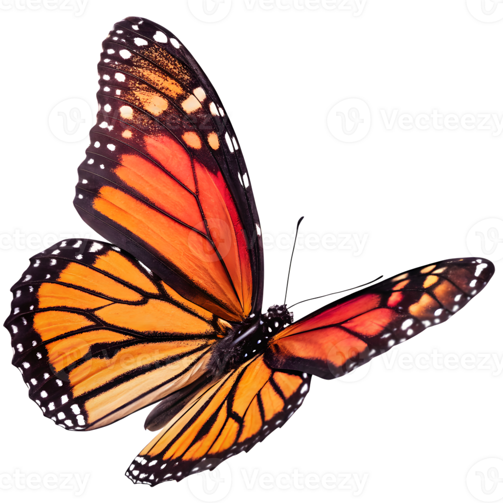 monarch butterfly